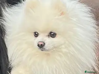 Pomeranian dogs KC PURE WHITE RUSSIAN POM - Advert 16