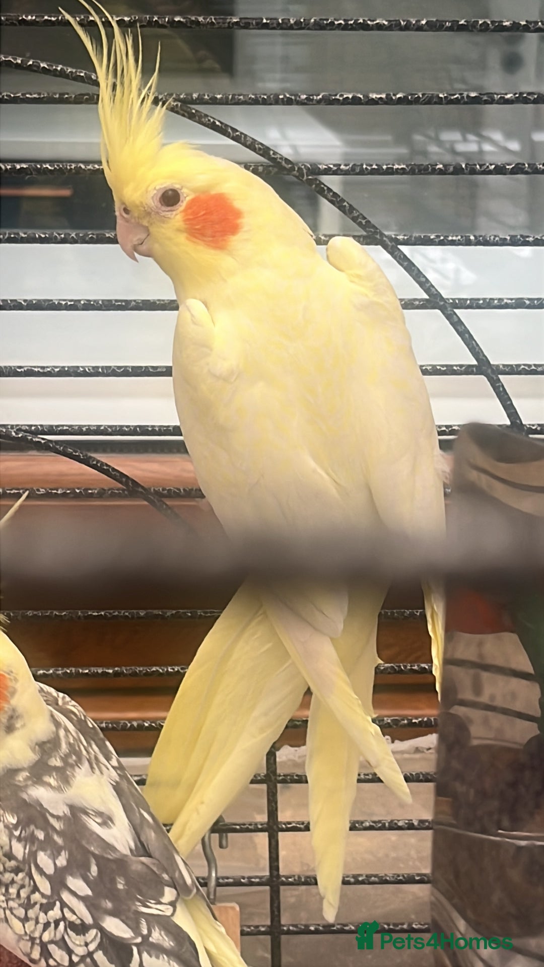Cockatiels birds for sale: Pair of loving Latino rare cockatiels  - Advert 3