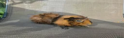 Guinea Pig rodents for sale: Baby guineas - Advert 8