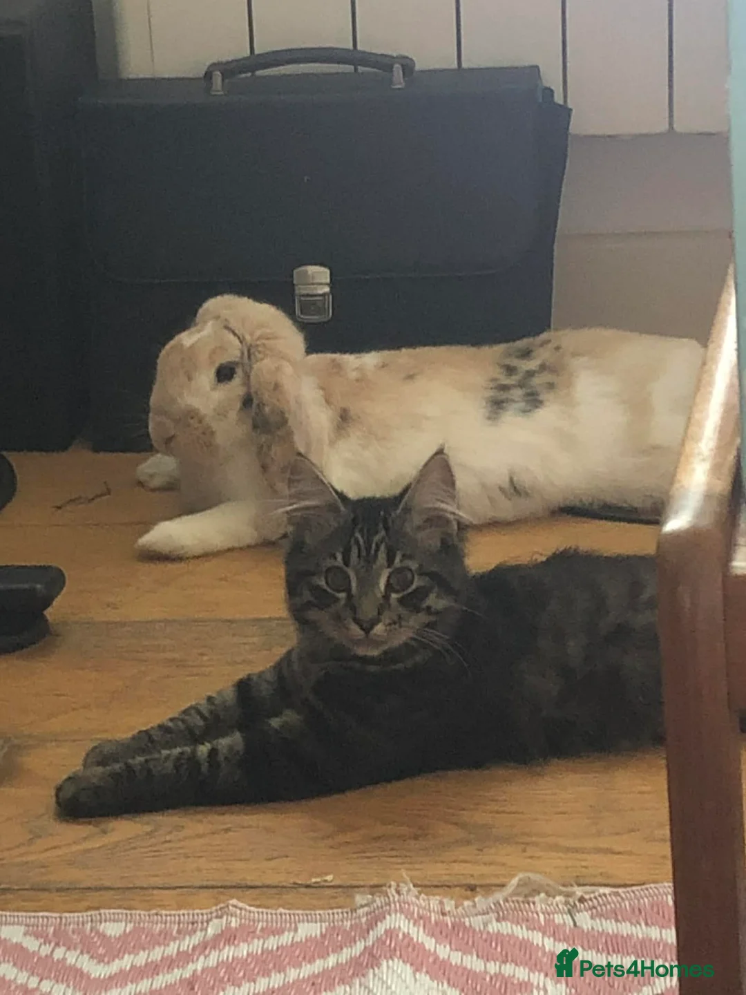 Mixed Breed rabbits for sale: Sweet, Free-Roam "Fella" Looking for Home 🏡  in Norwich - Advert 1