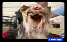 Yorkshire Terrier dogs for sale: Yorkshire Terrier puppies  - Image 18