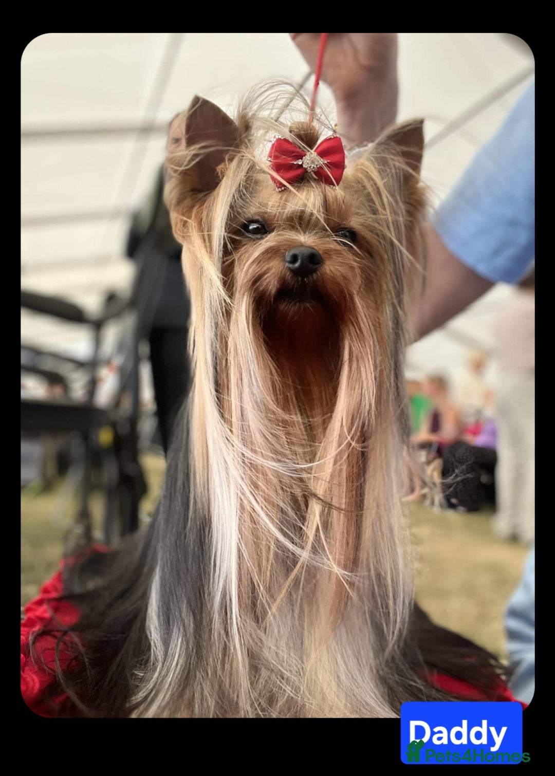 Yorkshire Terrier dogs for sale: Yorkshire Terrier puppies  - Image 18
