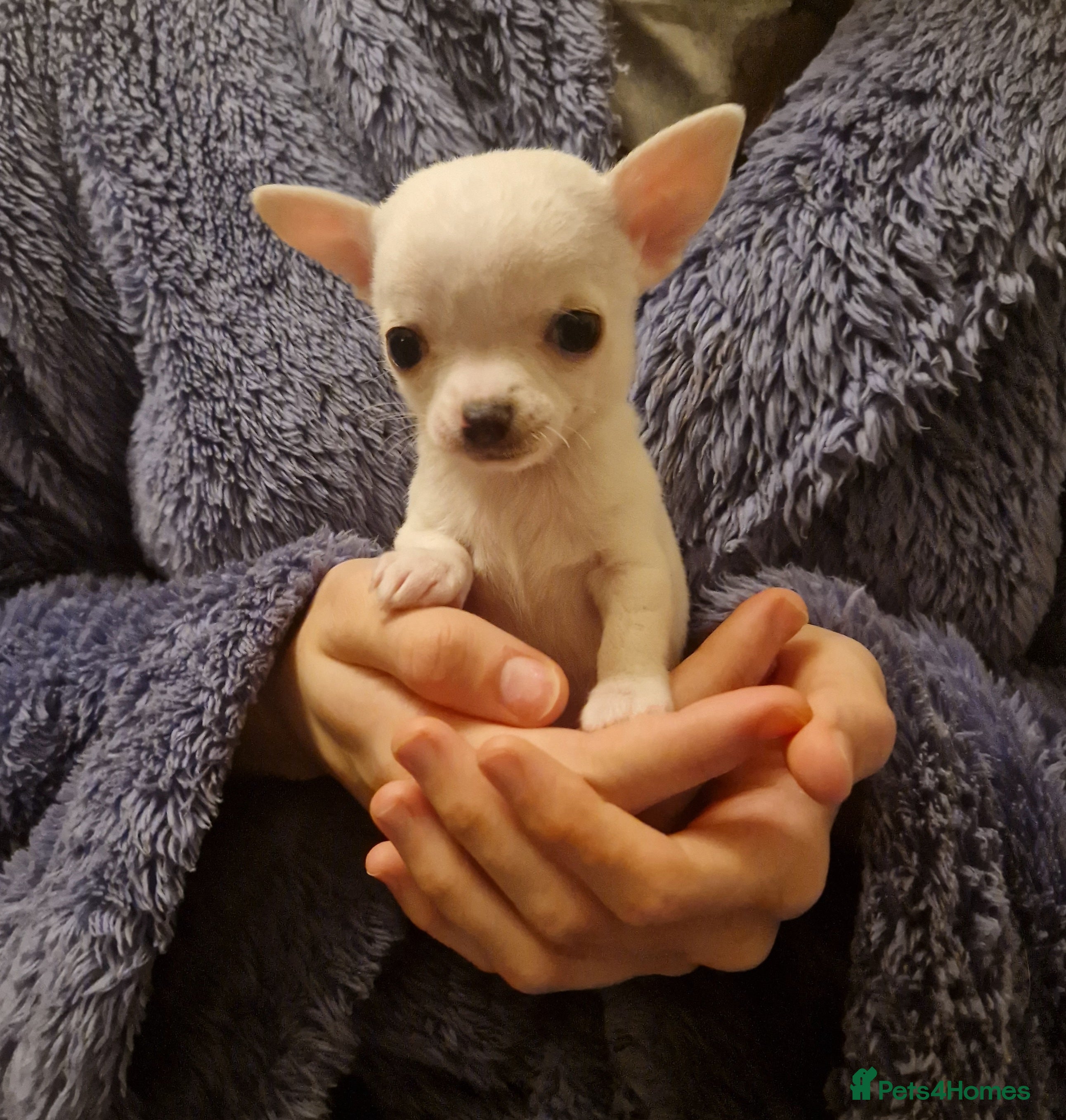 Chihuahua dogs Pure White Chihuahua Male Puppies For Sale - Advert 13