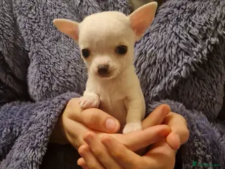 Chihuahua dogs Pure White Chihuahua Male Puppies For Sale - Advert 13