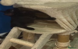 Domestic Shorthair cats for sale: Forever homes needed  - Image 7