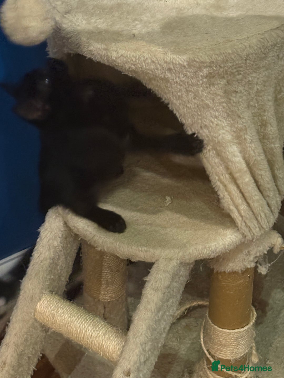 Domestic Shorthair cats for sale: Forever homes needed  - Image 7