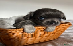 Chihuahua dogs for sale: Beautiful boy long hair Chihuahuas for sale  - Image 2
