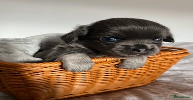 Chihuahua dogs - Advert 3