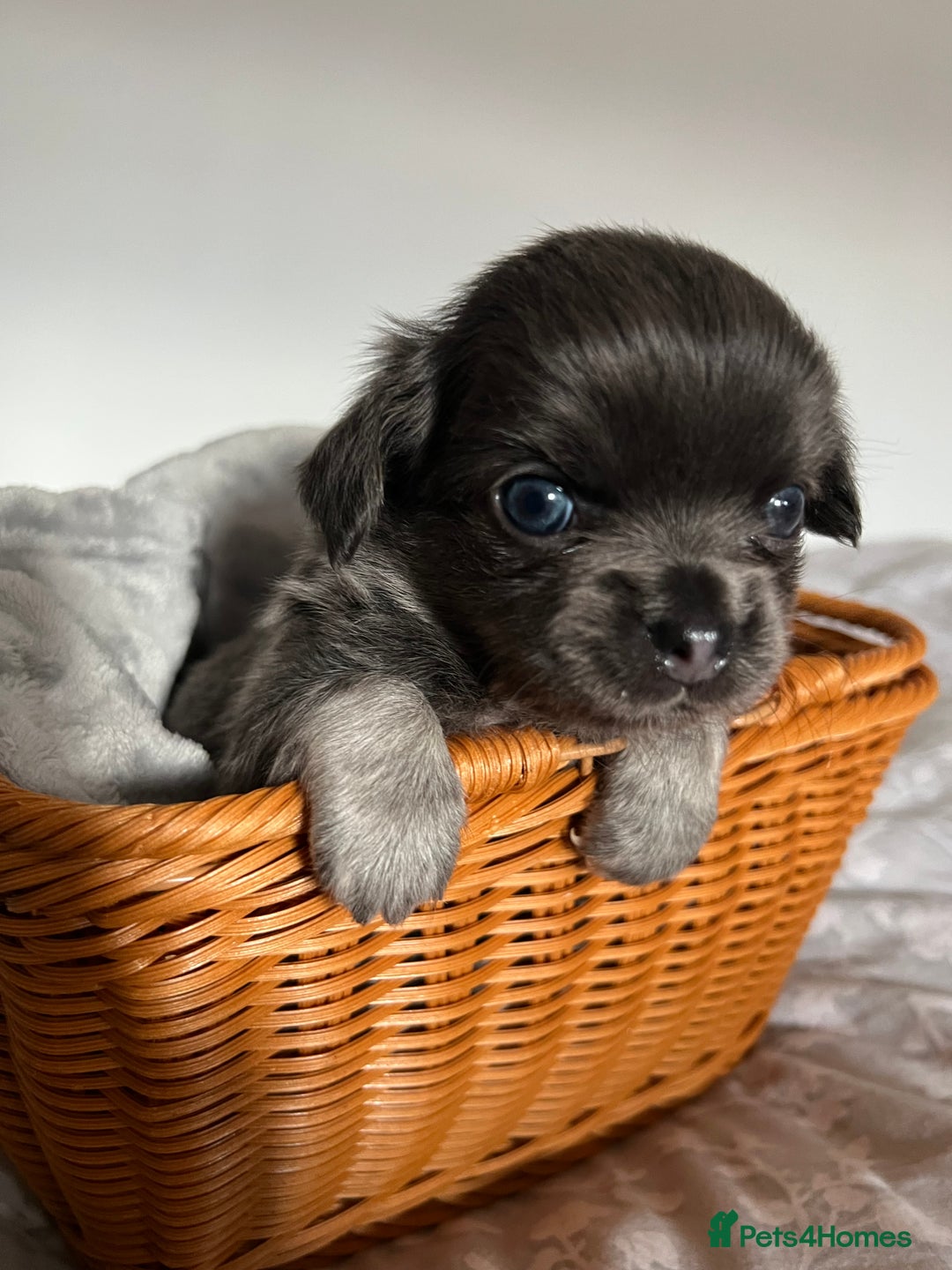 Chihuahua dogs for sale: Beautiful boy long hair Chihuahuas for sale  - Image 2