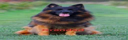 German Shepherd dogs for sale: KC, DM clear, health tested, German Shepherds  - Advert 8