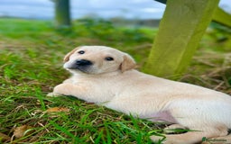 Labrador Retriever dogs for sale: Gorgeous KC reg Lab puppies, ready now! - Image 3