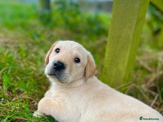 Labrador Retriever dogs - Advert 3