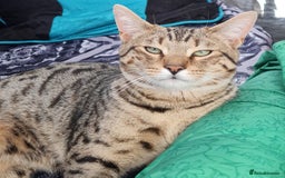 Bengal cats for sale: TWO Beautiful kittens of JOY remaining! - Image 16