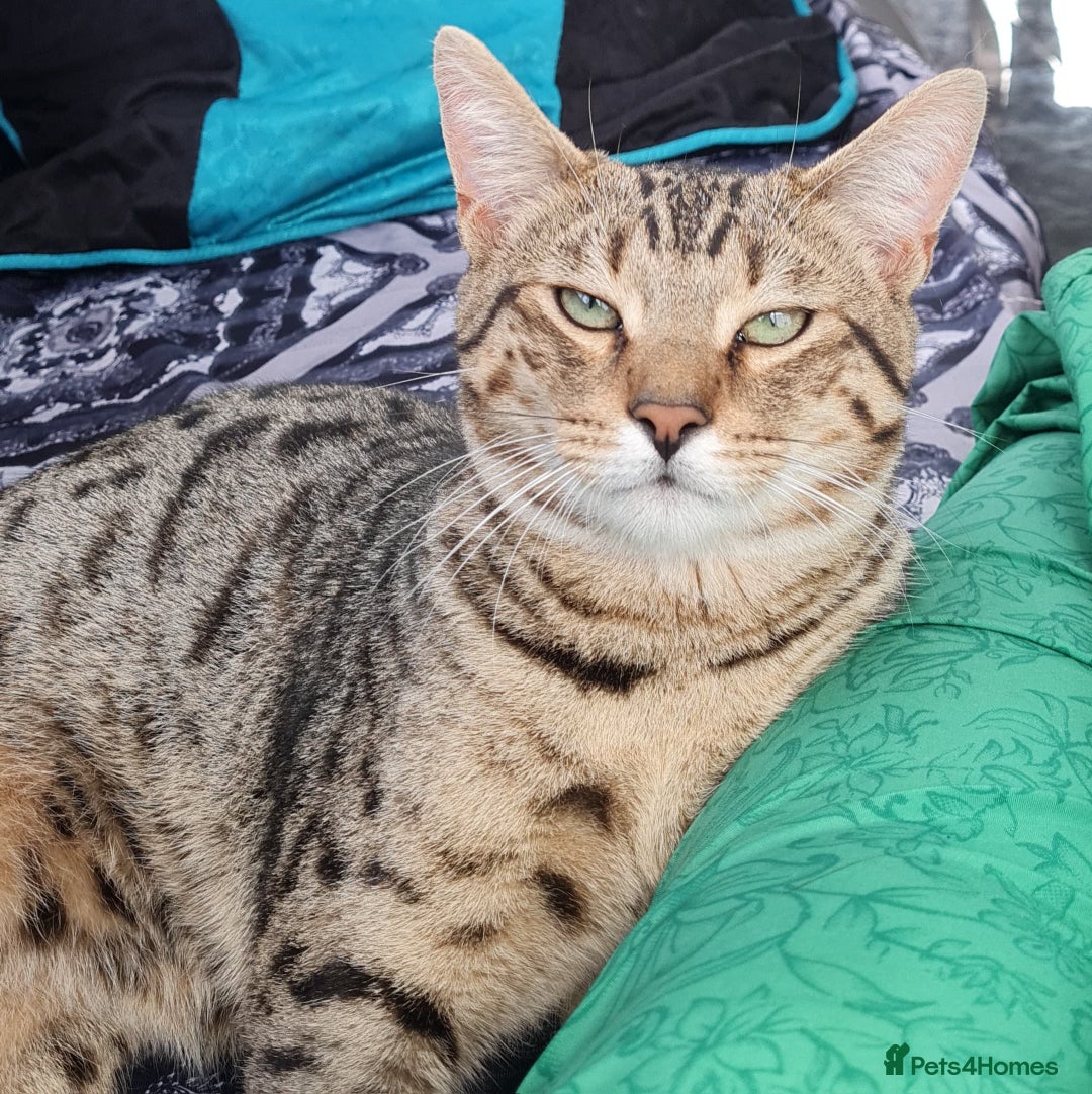 Bengal cats for sale: TWO Beautiful kittens of JOY remaining! - Image 16