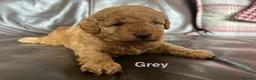 Toy Poodle dogs for sale: Gorgeous Toy Poodle Looking for Their Forever Home - Advert 28