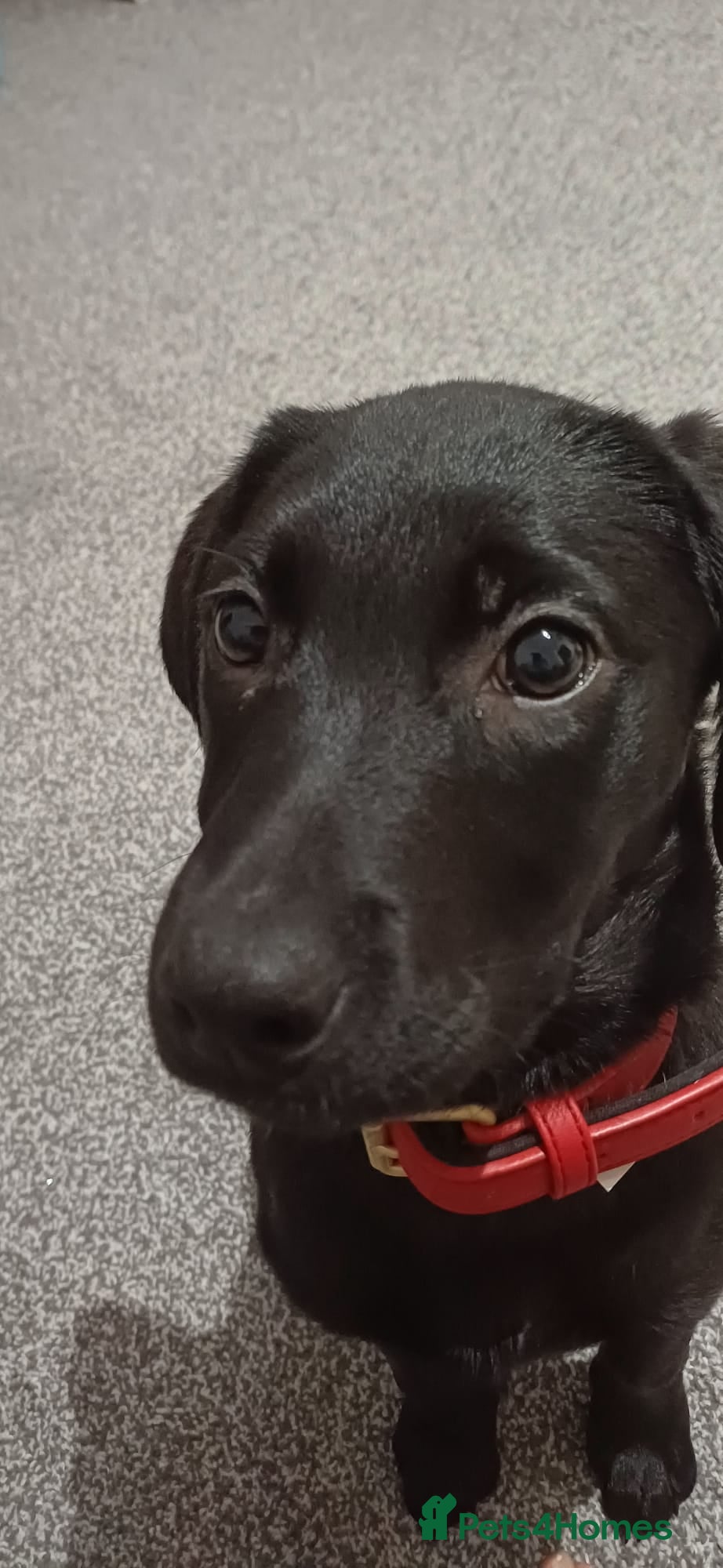 Labrador Retriever dogs for sale: 10 week old labrador  - Advert 1