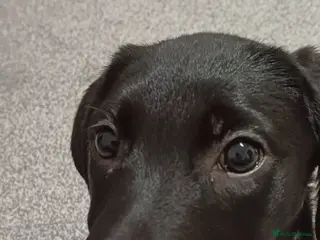 Labrador Retriever dogs 10 week old labrador - Advert 14