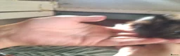 Guinea Pig rodents for sale: 8 weeks old  baby Guinea pigs  ready   - Advert 3