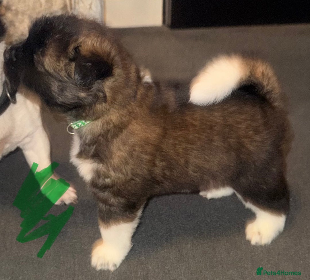 Akita dogs for sale: Akita puppies for sale  - Advert 9