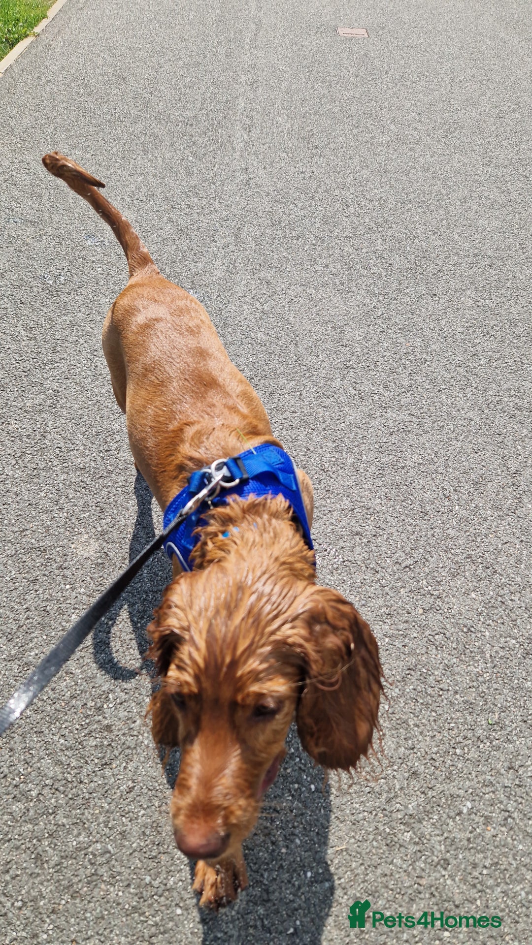 Cocker Spaniel dogs for sale: Milo 9 month old male cocker spaniel - Advert 5