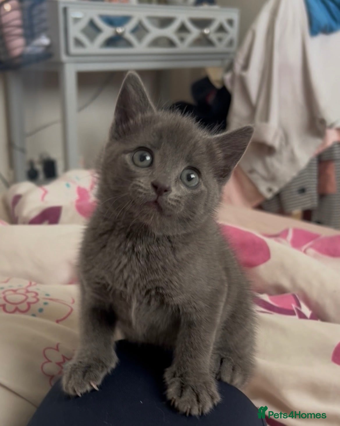 Russian Blue cats Beautiful Russian Blue Type Female Kitten - Advert 10