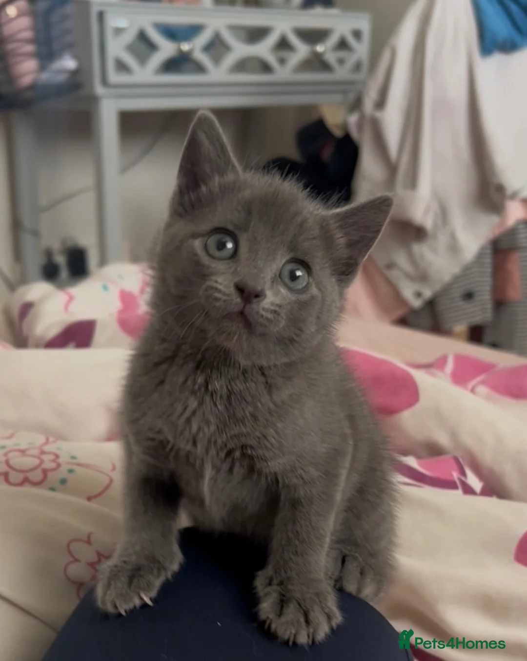 Russian Blue cats for sale: Beautiful Russian Blue Type Female Kitten - Advert 1