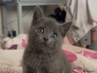 Russian Blue cats Beautiful Russian Blue Type Female Kitten - Advert 9