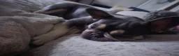 French Bulldog dogs for sale: Blue and tan French bulldog in Burnley - Advert 3