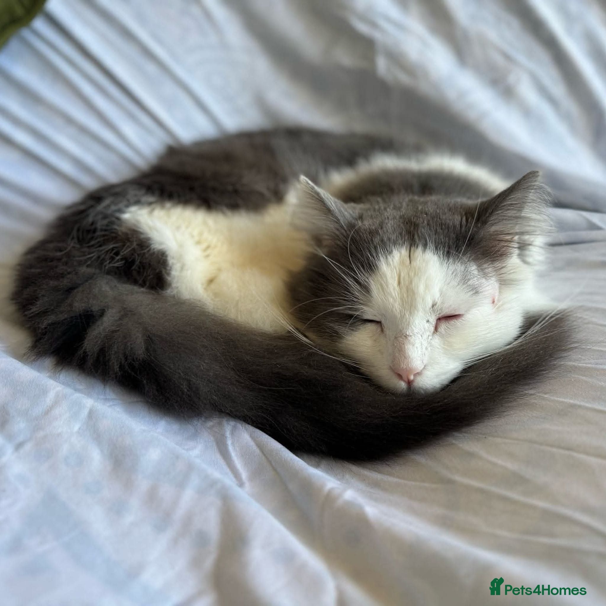 Mixed Breed cats Floofy Boy Waiting for His Best Life - Advert 2