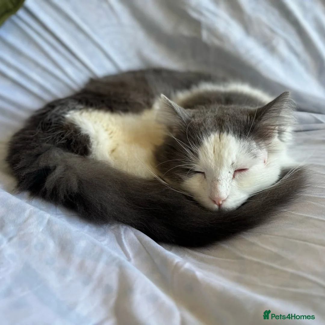 Mixed Breed cats for adoption: Floofy Boy Waiting for His Best Life - Advert 1