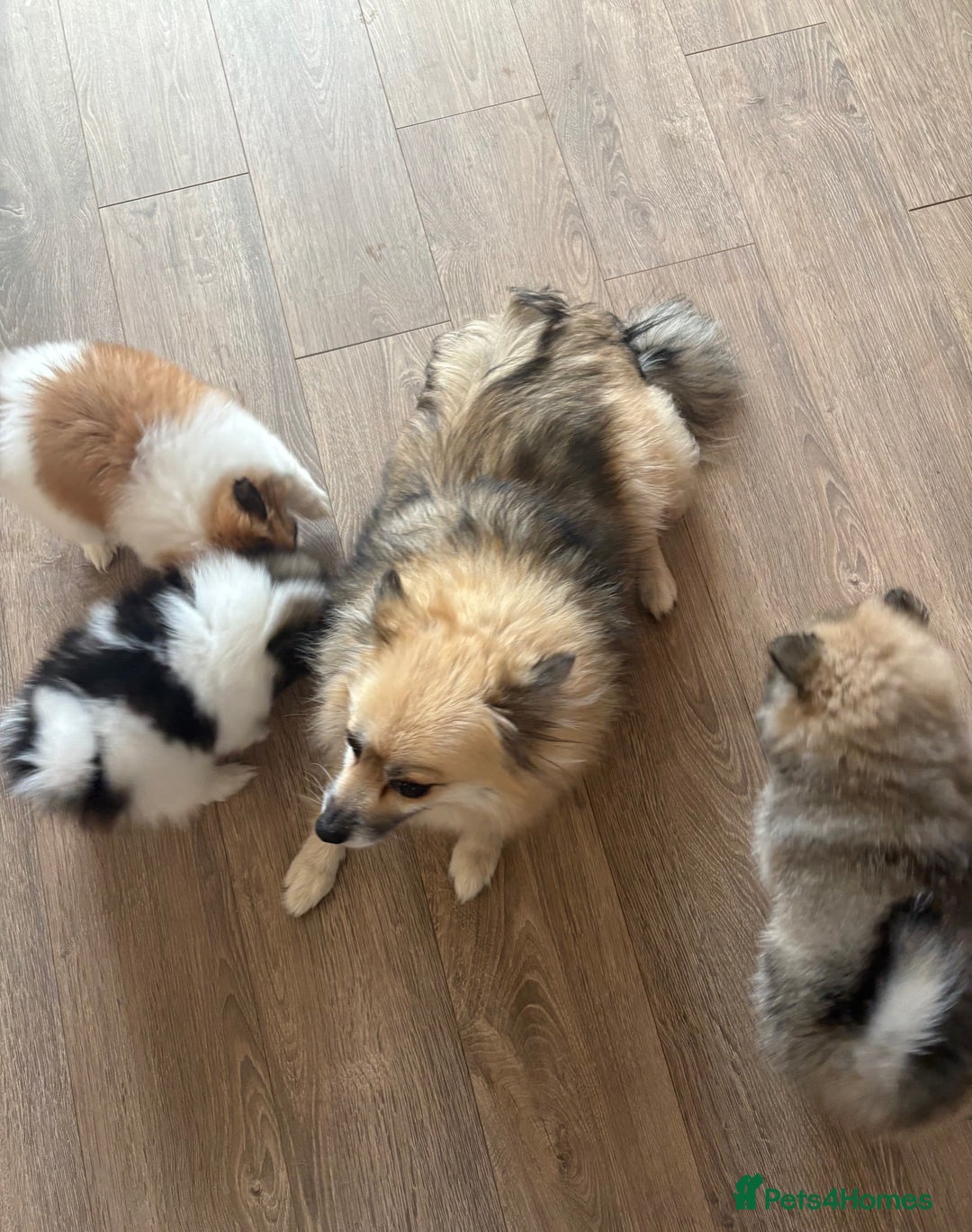 Pomeranian dogs for sale: Pomeranian puppies - Image 11
