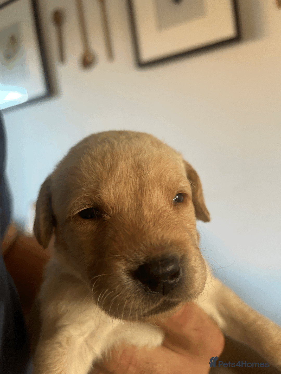 Labrador Retriever dogs for sale: Labrador Retrievers - Kennel Club Registered - Image 9