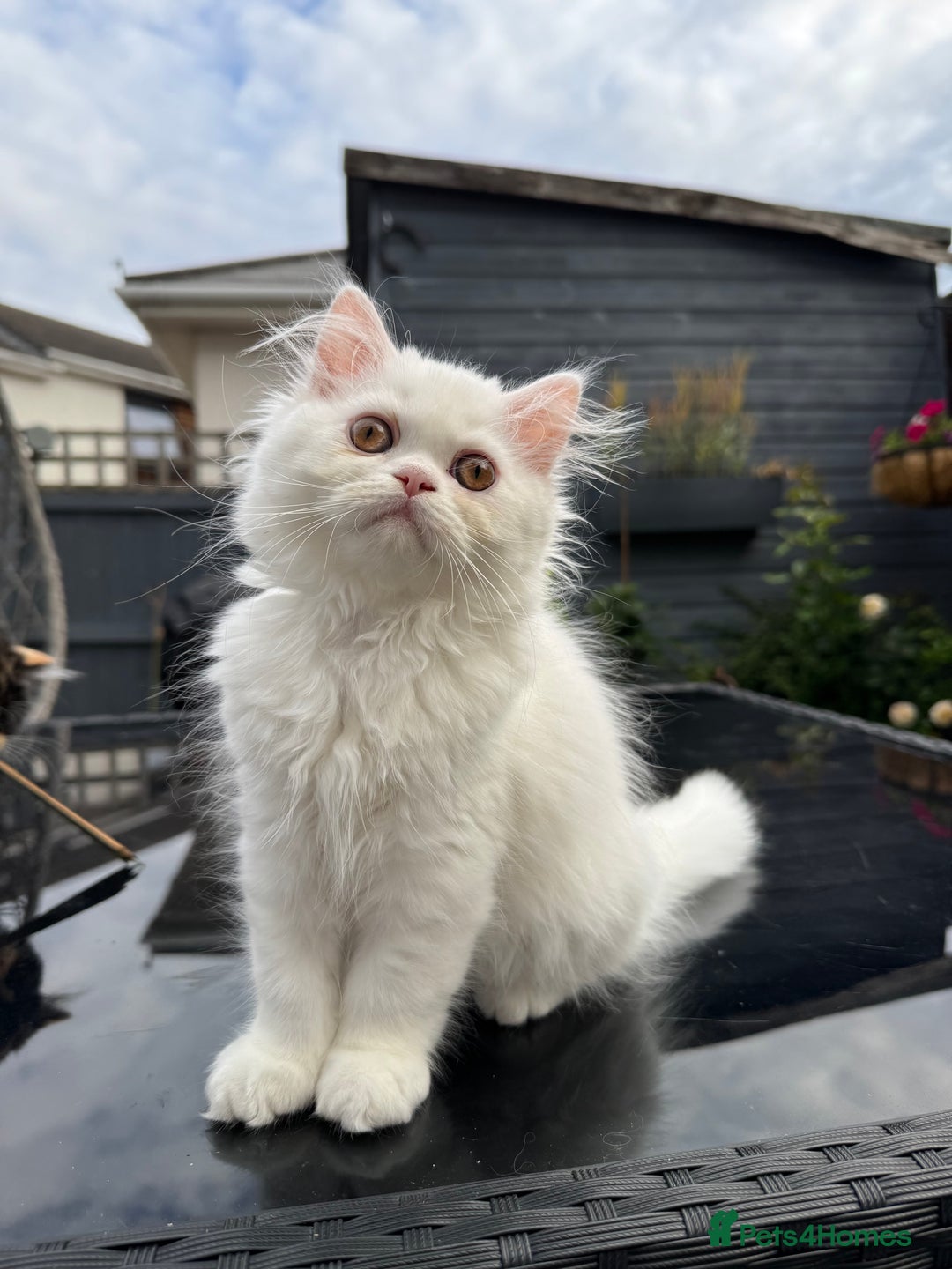 Persian cats for sale: 2 white Gorgeous Persian Boys - Image 18