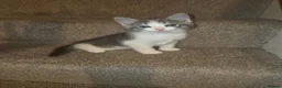 Mixed Breed cats for sale: Ragdoll cross maincoon kittens  - Advert 7