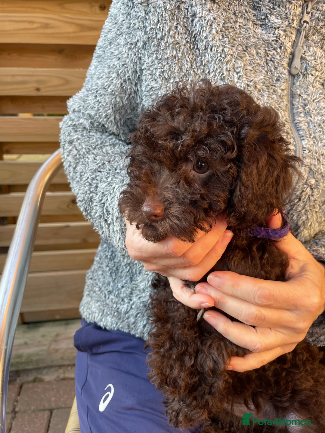 Miniature Poodle dogs for sale: Gorgeous Miniature Poodle puppies  - Advert 15
