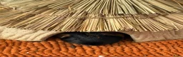 Guinea Pig rodents for sale: Male Guinea Pigs - Advert 3