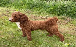Goldendoodle dogs for sale: Beautiful litter of Goldendoodles  - Image 40