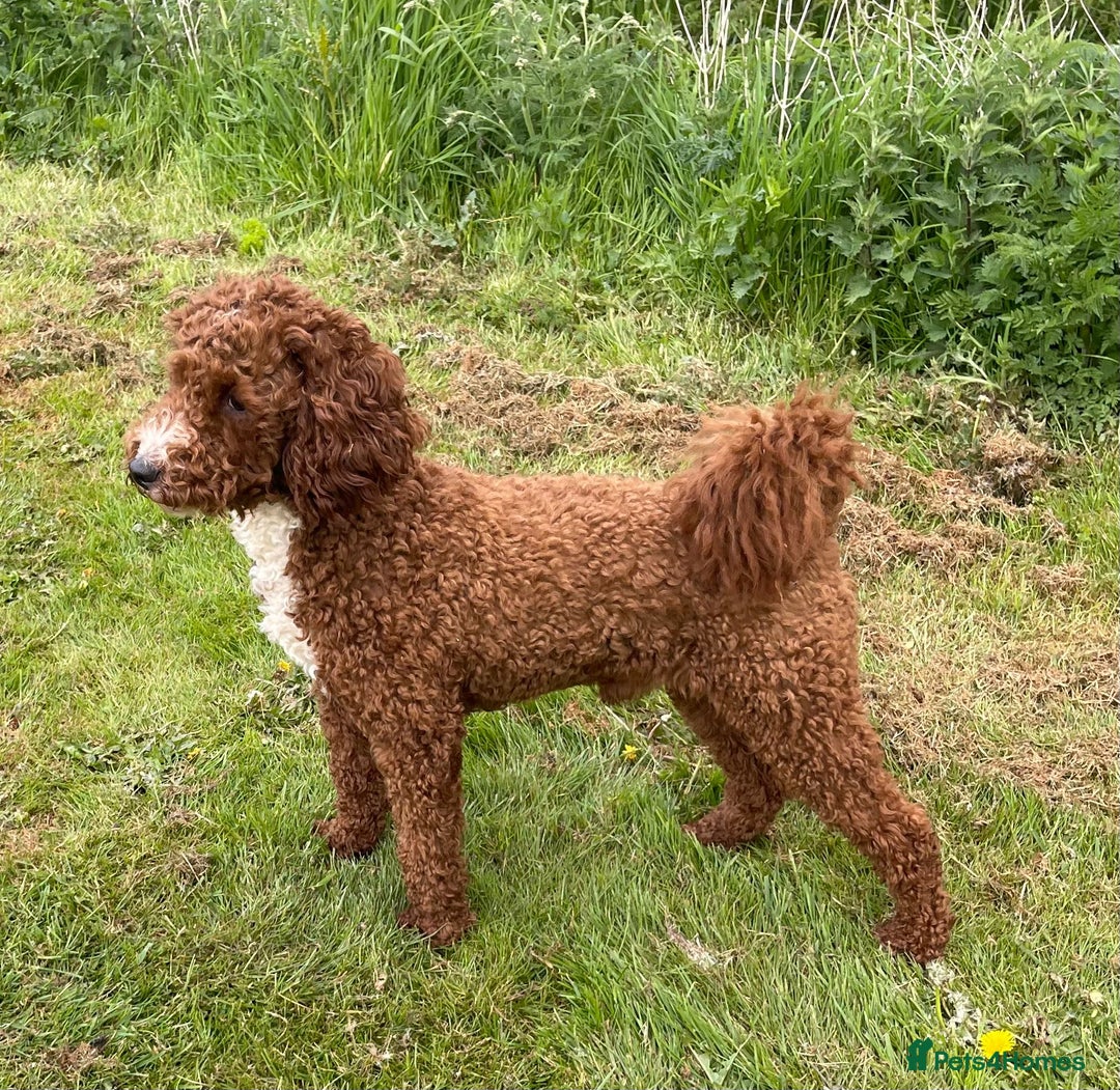 Goldendoodle dogs for sale: Beautiful litter of Goldendoodles  - Image 40