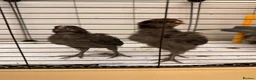 Chickens poultry for sale: 🐣 [Show-Quality & Healthy Chicks for Sale]  - Advert 4