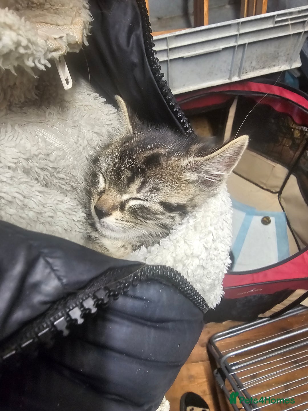 Mixed Breed cats for sale: 4 Gorgeous Bombay-Heritage Kittens- Litter Trained - Advert 9