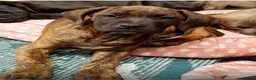 Mixed Breed dogs for sale: Beautiful Cane Corso / Bullmastiff Puppies  - Advert 23