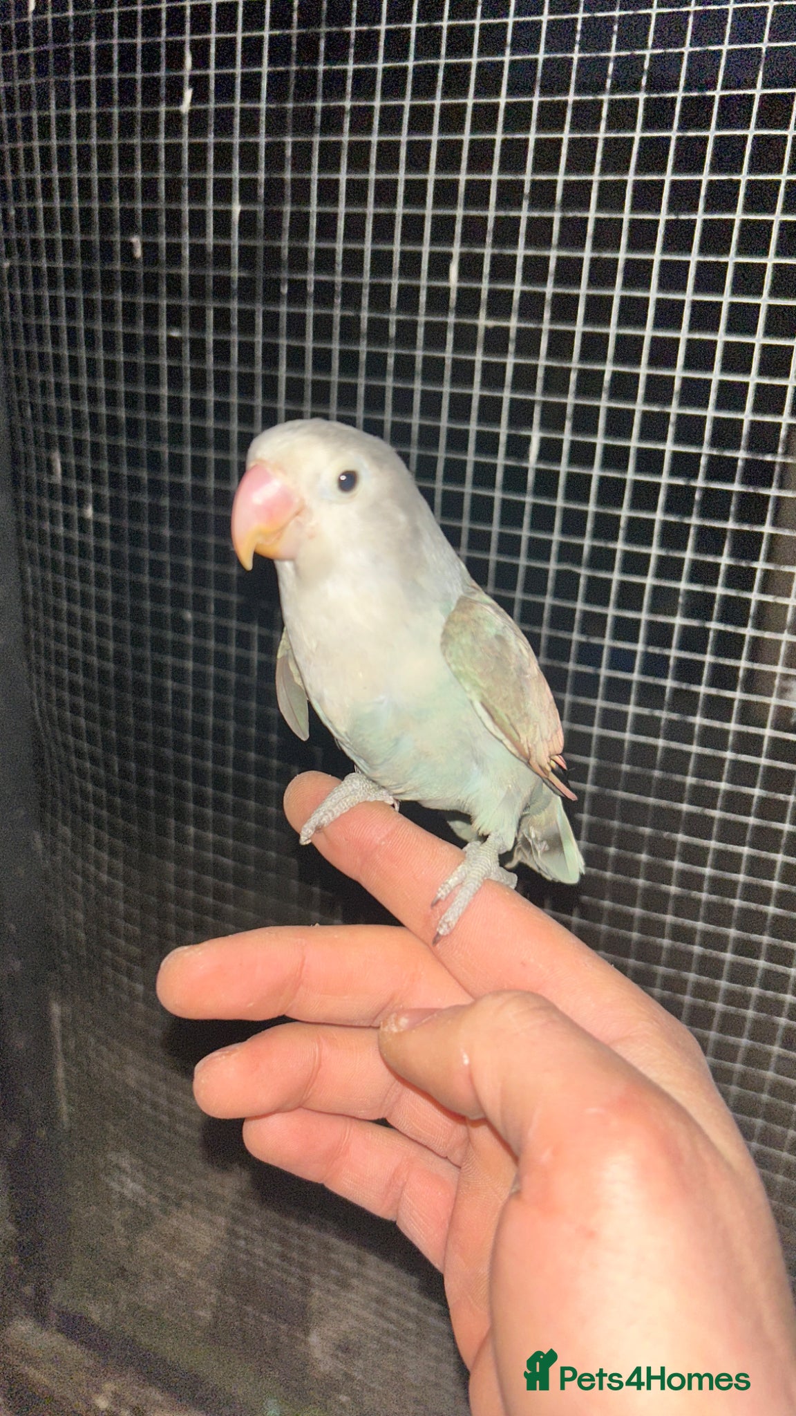 Lovebirds birds proven breeding female tamed lovebird - Advert 17