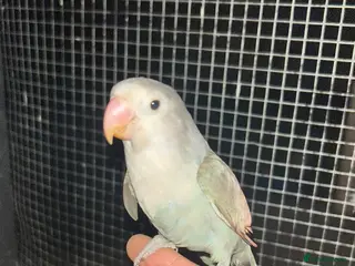 Lovebirds birds proven breeding female tamed lovebird - Advert 17