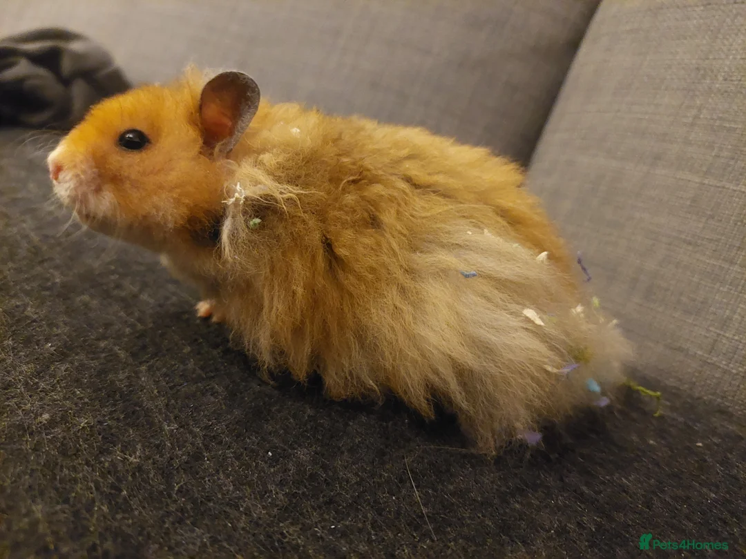 Hamster rodents for sale: Golden Rex Syrian Hamster - Advert 4