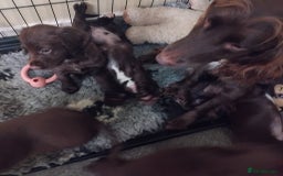 Sprocker dogs for sale: Sprockers  - Image 3