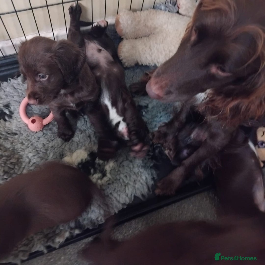 Sprocker dogs for sale: Sprockers  - Image 3