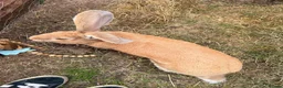 Continental Giant rabbits for sale: Giant continental  in Swindon - Advert 2