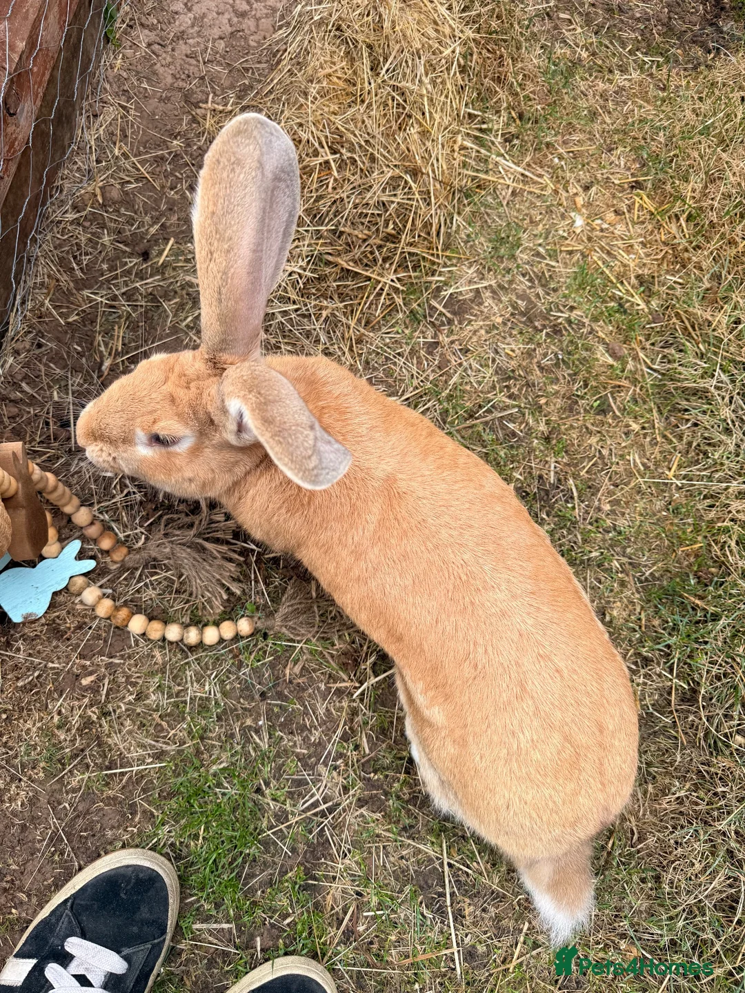 Continental Giant rabbits for sale: Giant continental  in Swindon - Advert 2