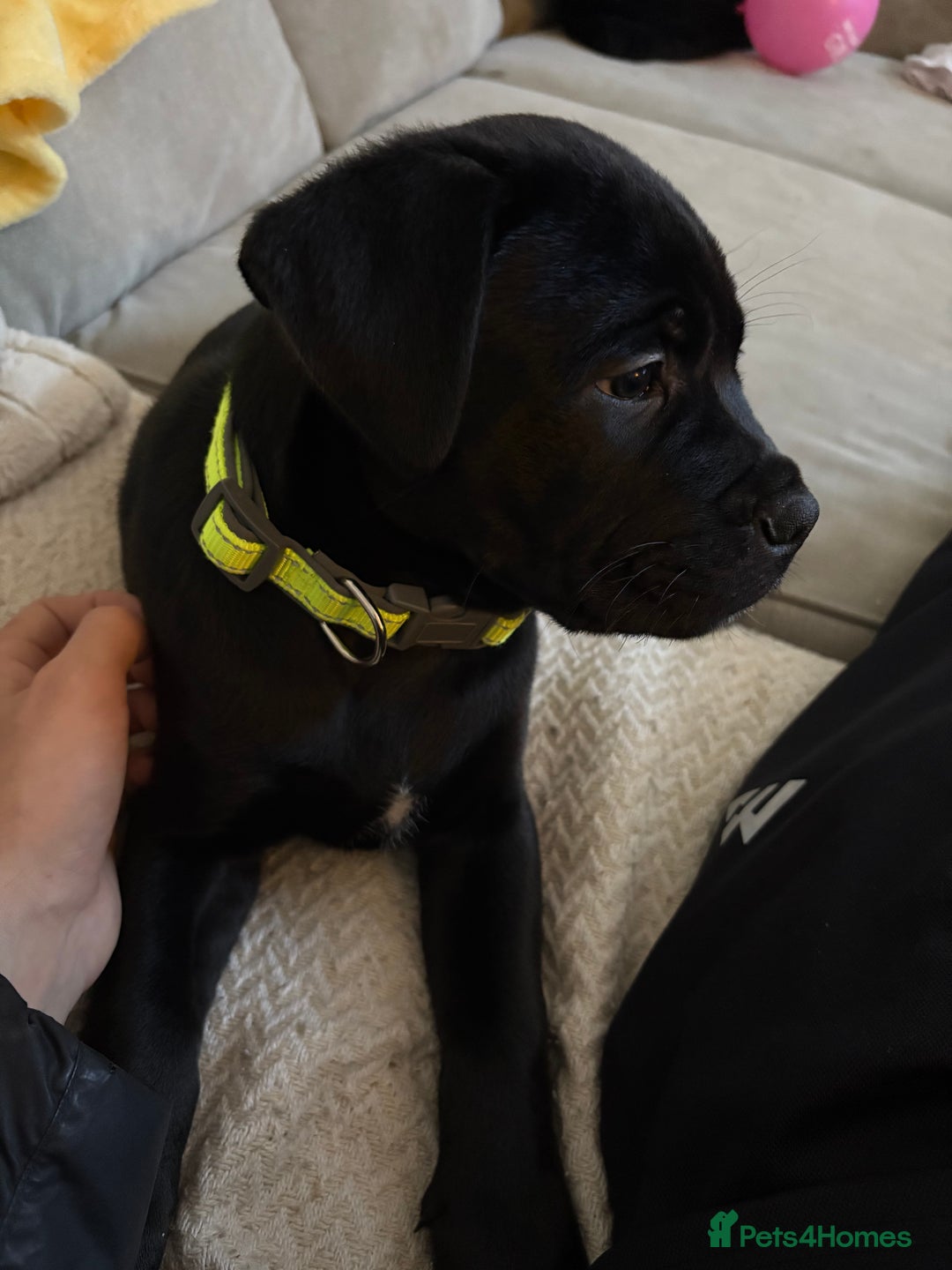 Cane Corso dogs for sale: Cane corso 12 weeks old - Advert 3