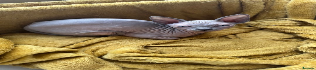 Sphynx Kitten 1
